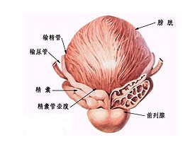 慢性前列腺炎的诊断依据是什么六盘水退休医师医院